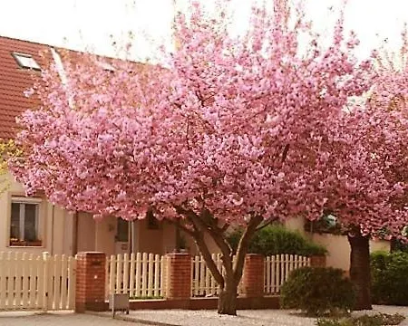 Kis Szárcsa Vendégház Affittacamere